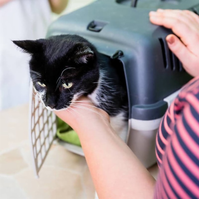 Pet Carriers