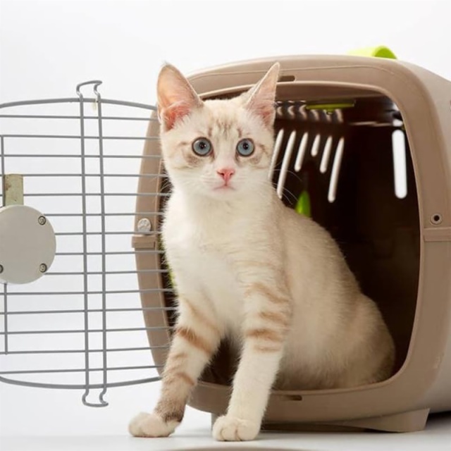 Pet Toy