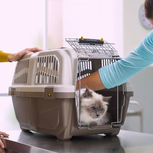 Pet Toy