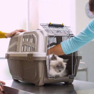 Pet Toy