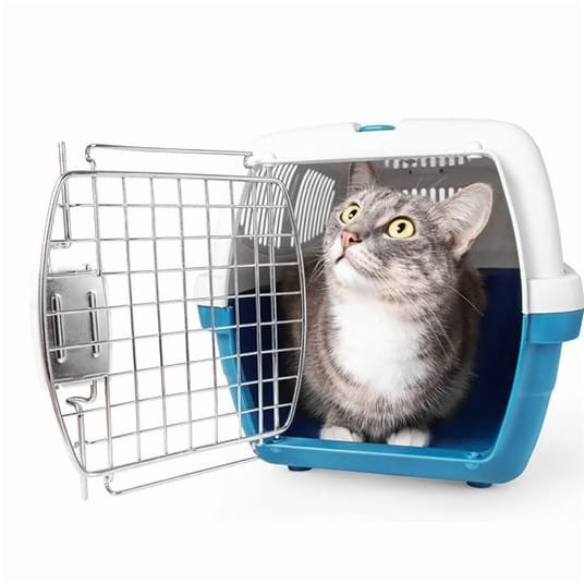 Pet Toy