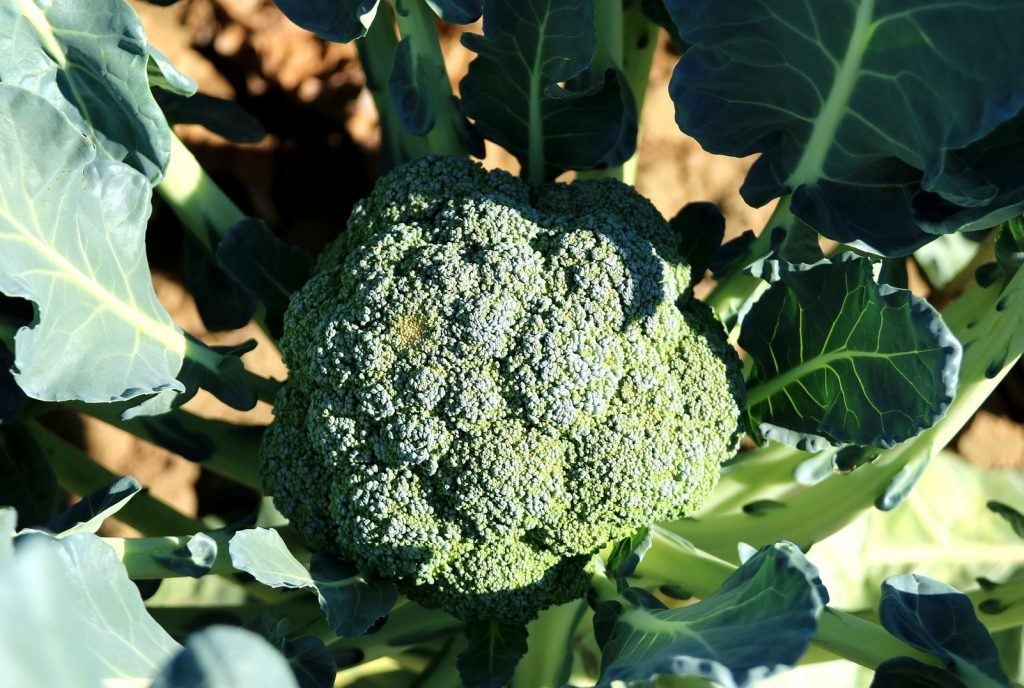 broccoli growing in the ground