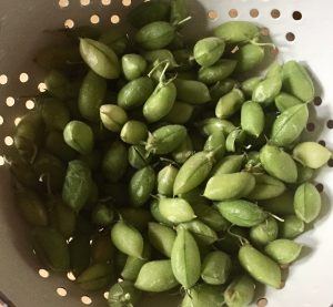 Fresh Chickpeas in their pods