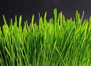 grass