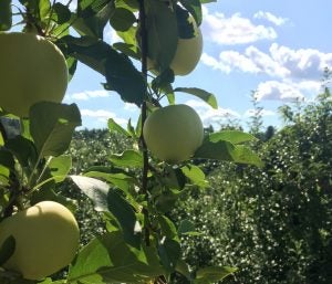 Apples growing on a tree